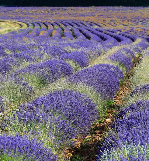 Champs de lavande en Vaucluse  © Hocquel