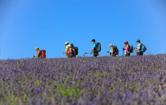 Randonnée lavande en Vaucluse  © Hocquel