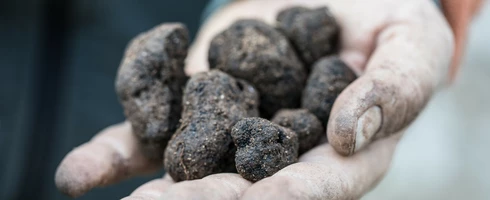 Trufficulteur tenant des truffes  © Kessler